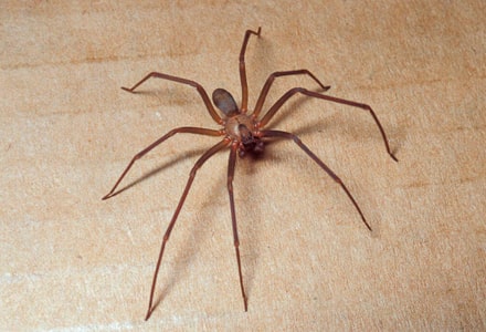 Dedetização de Aranhas em Sorocaba