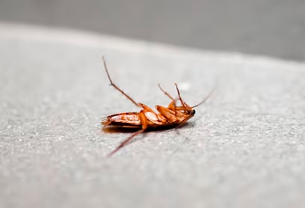 Dedetização de Baratas em Sorocaba