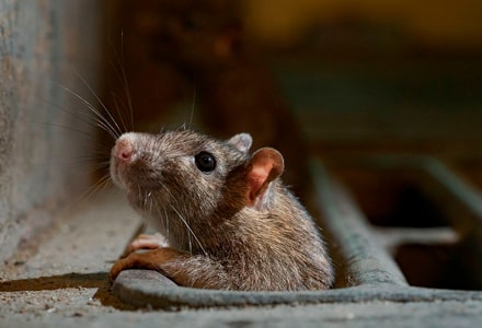 Dedetização de Ratos em Sorocaba